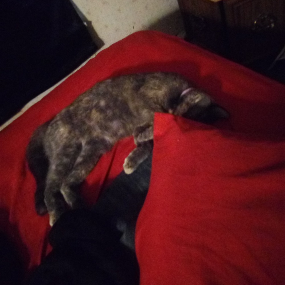 Meet your Posher, Amanda